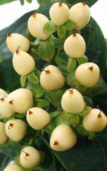 Hypericum inodorum - třezalka, žluté plody