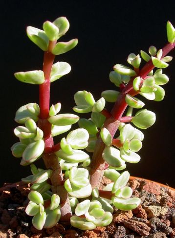 Portulacaria afra "variegata"