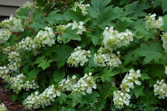 Hydrangea quercifolia "sikes dwarf" - hortenzie dubolistá