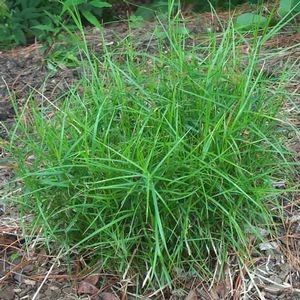 Carex muskingumensis "little midge"