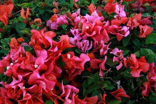 Bougainvillea "miss manilla"