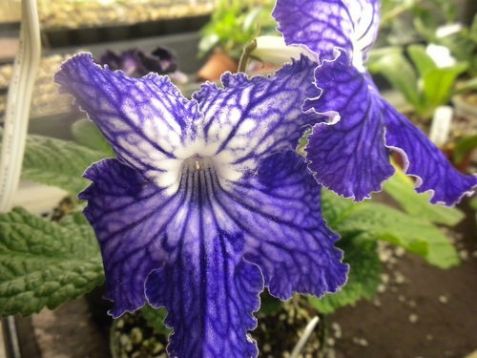 Streptocarpus "titan"s robe"