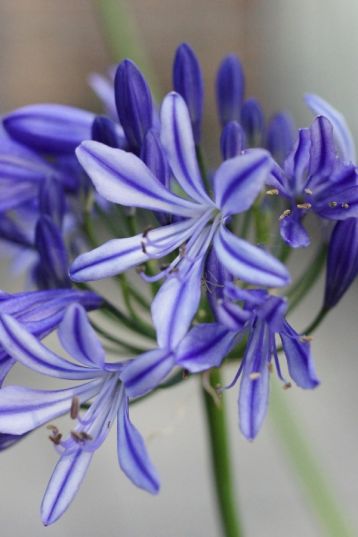 Agapanthus "charlotte"