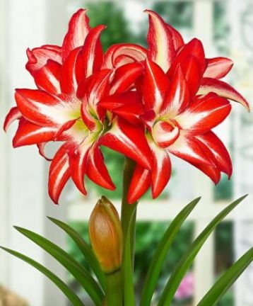 Hippeastrum "splash" - hvězdník, nesprávně amarylis