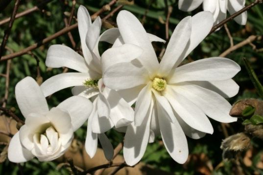 magnolia stellata