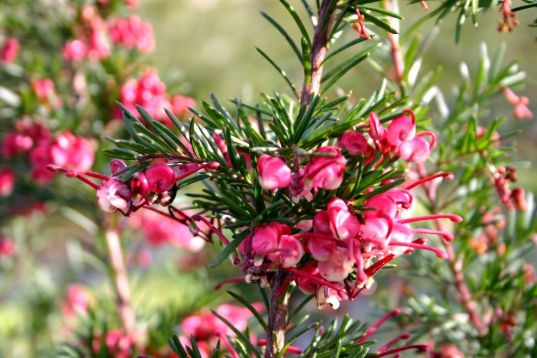grevillea "clearview david"
