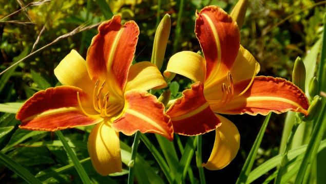 hemerocallis "frans hals" - daylily