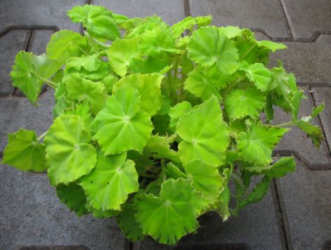 begonia "lima love"