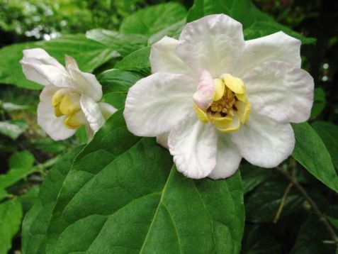 sinocalycanthus chinensis - sazaníkovec čínský