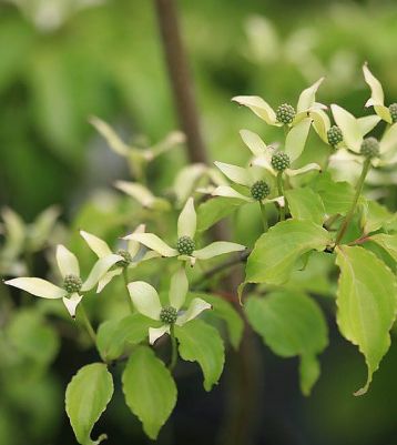 cornus kousa "tsukubi no-mine"