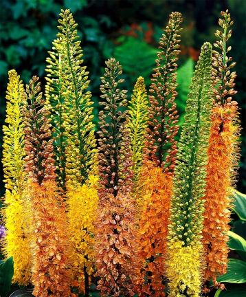 eremurus "ruiter hybrid mix"