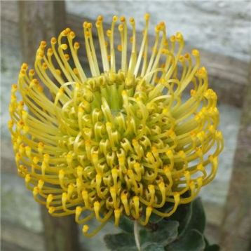 leucospermum cordifolium "cooper golden yellow"