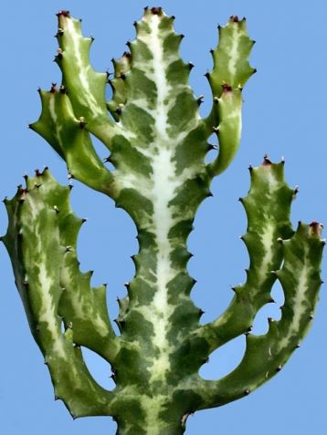 euphorbia lactea