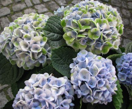 hydrangea macrophylla "revolution magical blue"