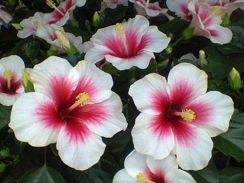 Hibiscus sin. "pink dream"