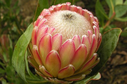 protea cynaroides " susara"