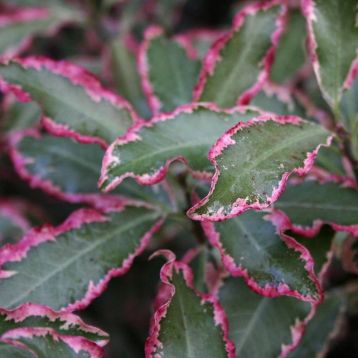 pittosporum tenuifolium " elizabeth"