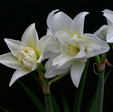 hippeastrum " jewel" - hvězdník, nesprávně amarylis