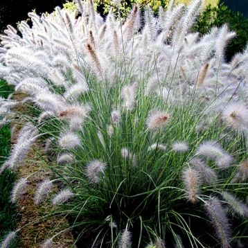 pennisetum alopecuroides " hameln" - dochan