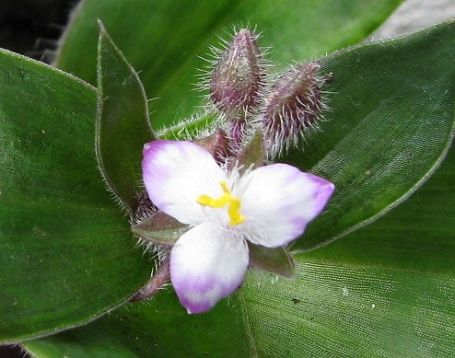 tradescantia cerinthoides