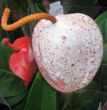 anthurium scherzerianum white/red