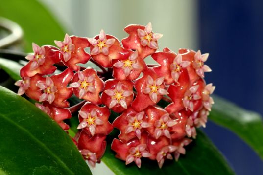 hoya ilagiorum