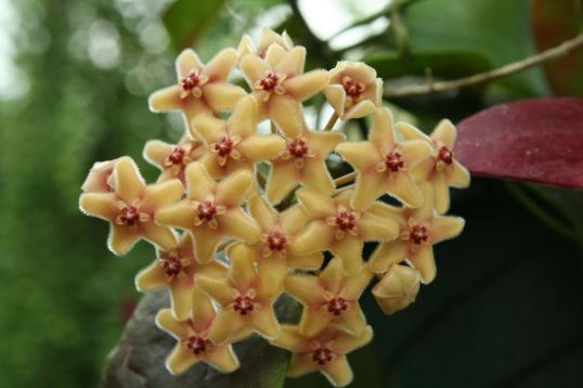 hoya flavida
