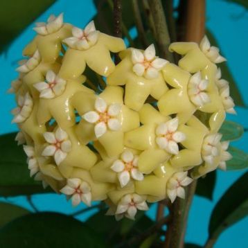 hoya nicholsoniae