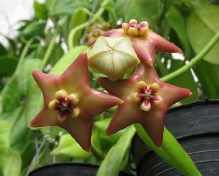 hoya odorata "optimistic"