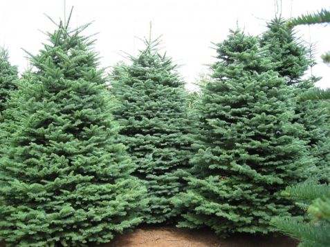 abies procera - jedle vznešená