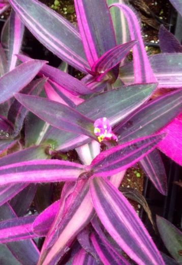 tradescantia pallida variegata