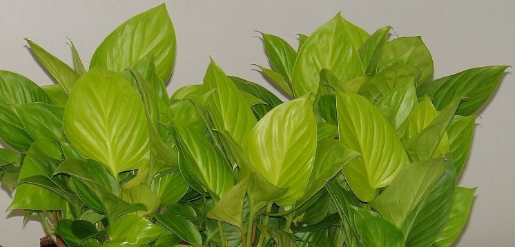 homalomena rubescens "maggy"