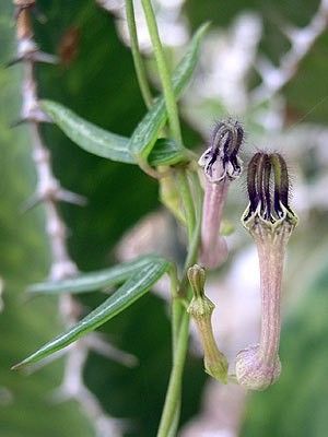 ceropegia linearis