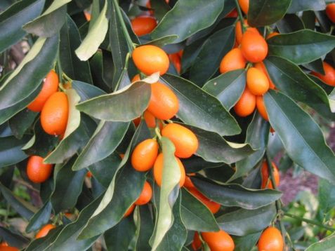 citrus fortunella kumquat