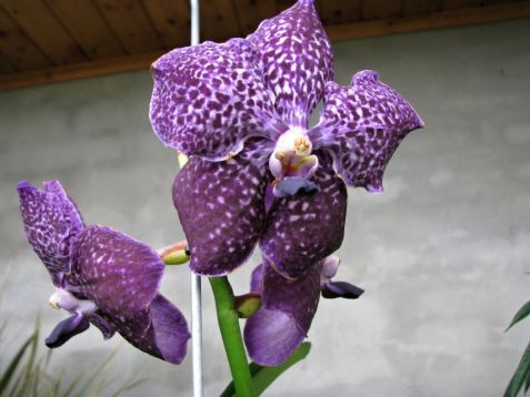 vanda hybrid