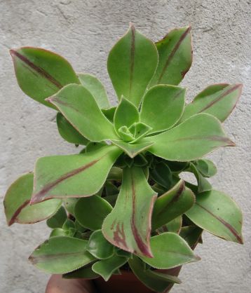 Aeonium leucoblepharum