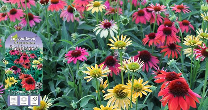 echinacea "cheyenne spirit"
