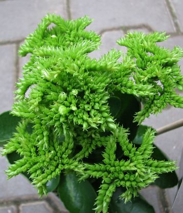 kalanchoe "favor croco"