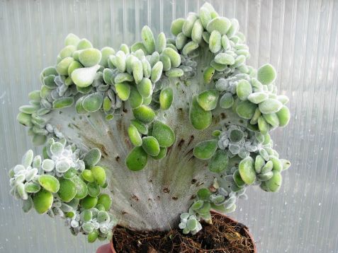 echeveria pulvinata "frosty" cristata