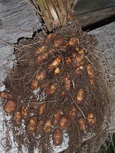 cyperus esculentus - šáchor jedlý , šerbet šáchor, chufa, zemní mandle