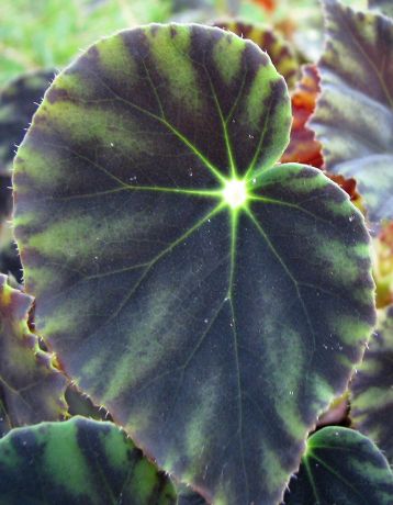 begonia mazae "nigricans"