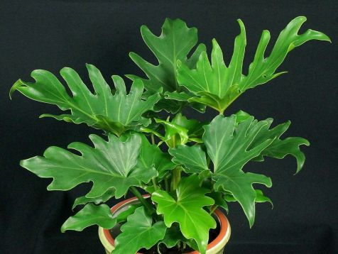 philodendron "little hope"