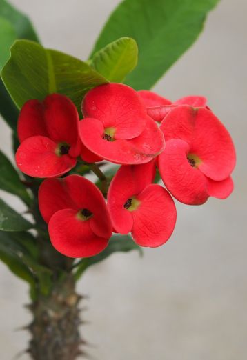 Euphorbia millii "ruay jang lei" - trnová koruna hybrid