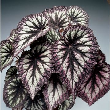 begonia " fireworks"