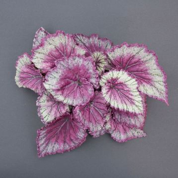 begonia rex "pinkpop"