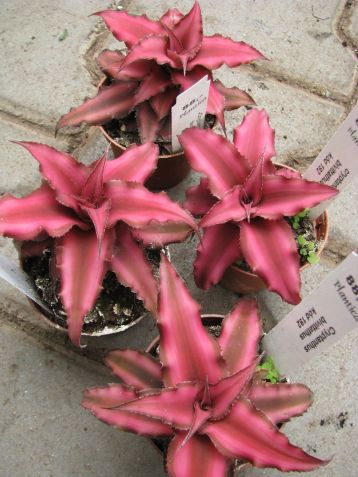 cryptanthus bivittatus "rubin star"