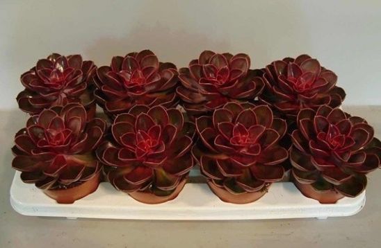 echeveria "magic red"