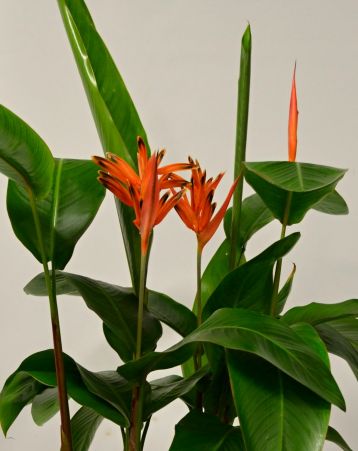 heliconia "curacao"