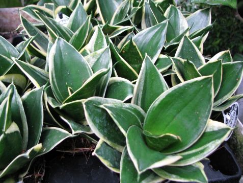 sansevieria "jade dwarf variegata"