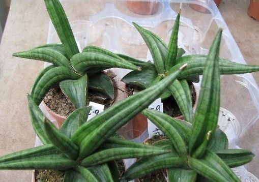 sansevieria patens "ed eby"